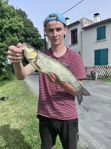 Chub