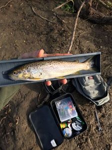 Brown Trout