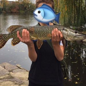 Northern Pike