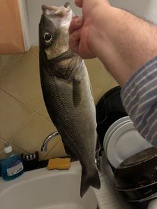 European Bass (Seabass)