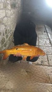 Koï Fish