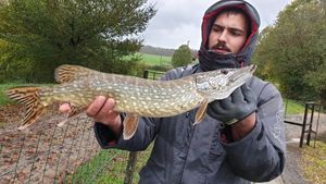 Northern Pike