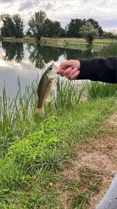 Largemouth Bass