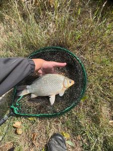 Crucian Carp