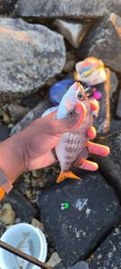 Black Seabream