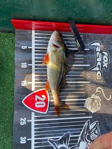 European Perch