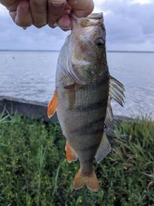 European Perch