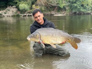 Mirror Carp