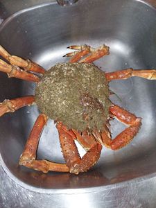 Araignée de Mer Atlantique