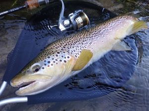 Brown Trout