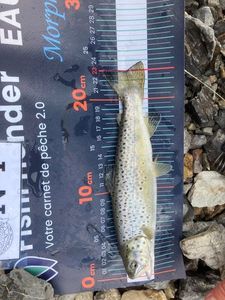 Brown Trout