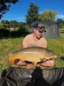 Common Carp