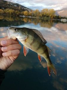 European Perch