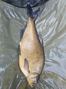 Common Bream