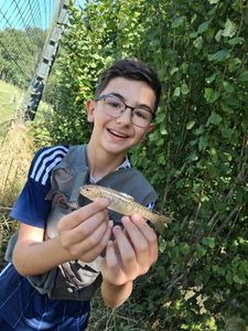 Brown Trout