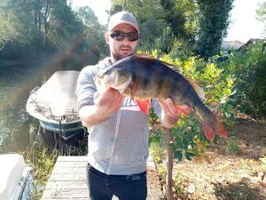 European Perch