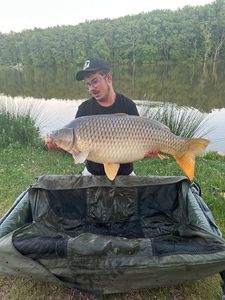 Common Carp