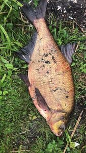 Common Bream