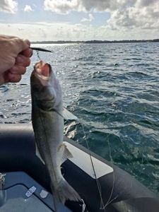 European Bass (Seabass)
