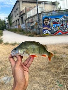 European Perch