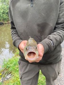 European Perch