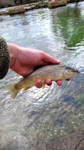 Brown Trout