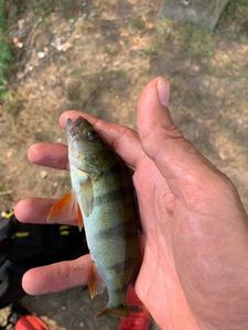 European Perch
