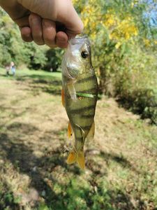 Yellow Perch