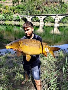 Mirror Carp