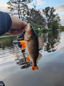 European Perch