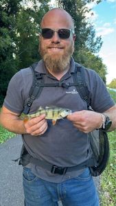 European Perch
