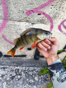 European Perch