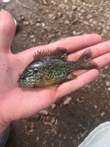 Green Sunfish