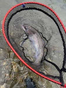 Rainbow Trout