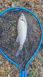 Spotted Seabass