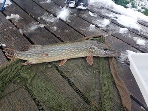 Brochet 