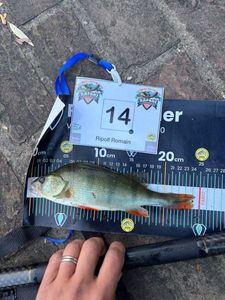 European Perch