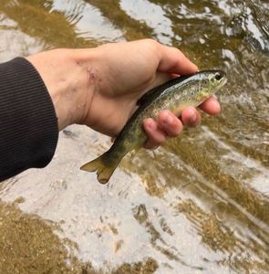 Brown Trout