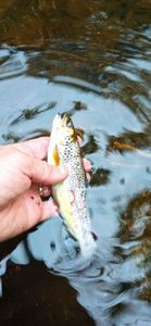 Brown Trout