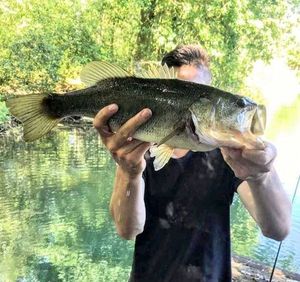 Largemouth Bass