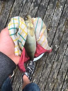 European Perch