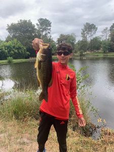 Largemouth Bass