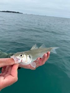 European Bass (Seabass)