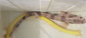 Lesser Spotted Dogfish (Small Spotted Catshark)