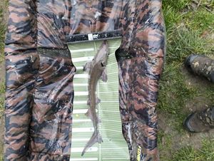 Sturgeon