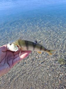 European Perch