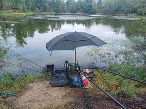 Crucian Carp