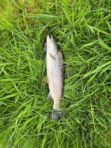 Brown Trout