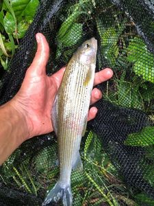 Grayling
