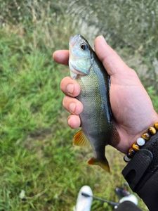 European Perch